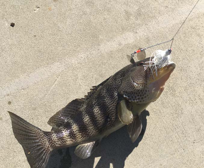 Fishing for Spotted Bay Bass in Southern California