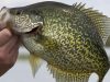 Fish Fries and Spawning Crappie: How to Have the Crappie Run of a Lifetime Crappie Fishing