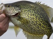 Fish Fries and Spawning Crappie: How to Have the Crappie Run of a Lifetime Crappie Fishing
