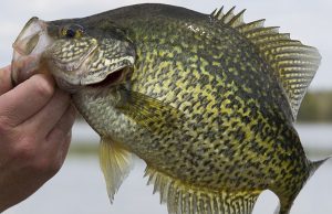 Fish Fries and Spawning Crappie: How to Have the Crappie Run of a Lifetime Crappie Fishing