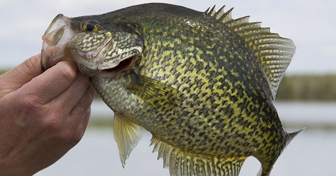 Fishing for Spawning Crappie