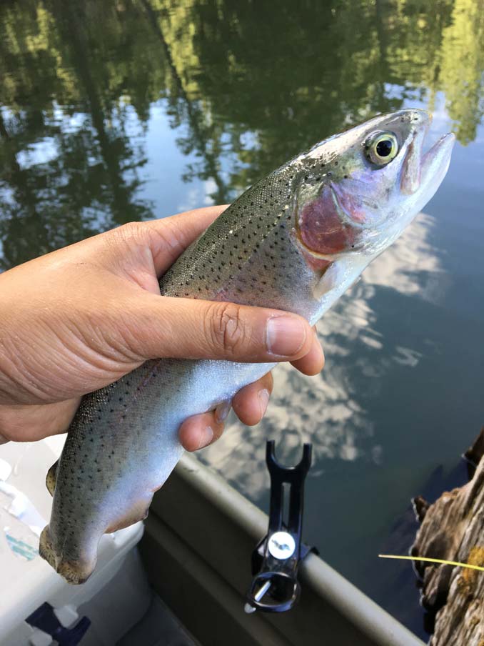 Catching a Trout in a Lake in the Tushar Mountains