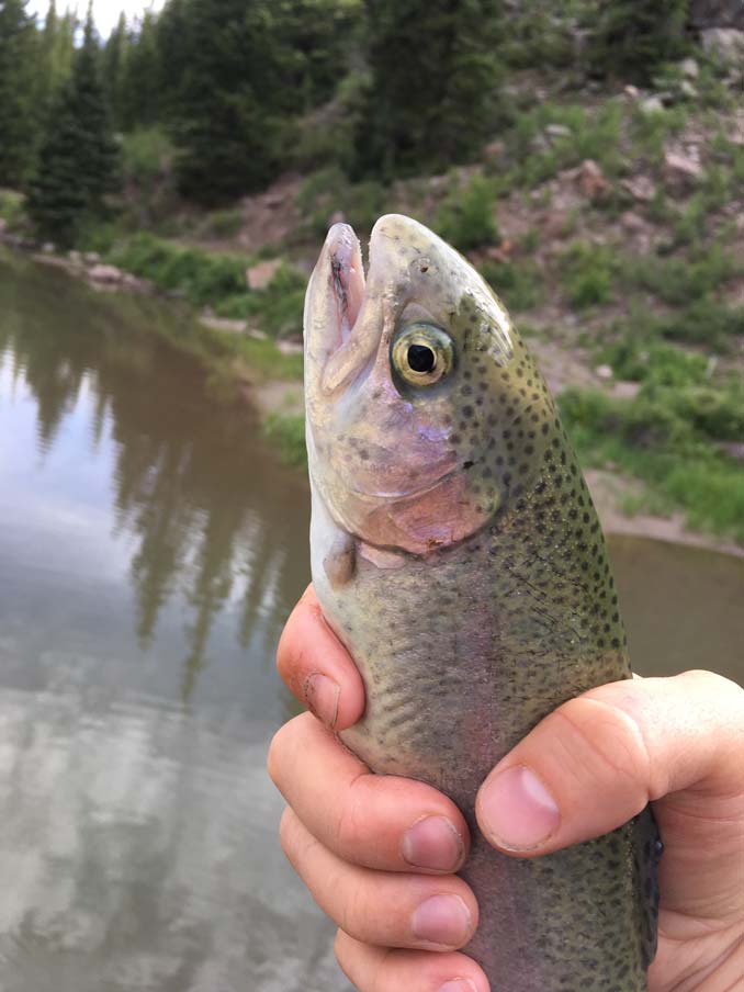 Rainbow Trout caught on the Beaver River in Utah using a Rooster Tail