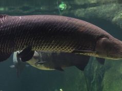 10-Foot Arapaima River Monsters in Florida? Arapaima in Florida