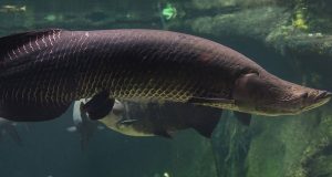 10-Foot Arapaima River Monsters in Florida? Arapaima in Florida