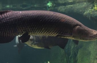 10-Foot Arapaima River Monsters in Florida? Arapaima in Florida