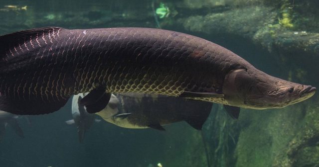 Arapaima in Florida