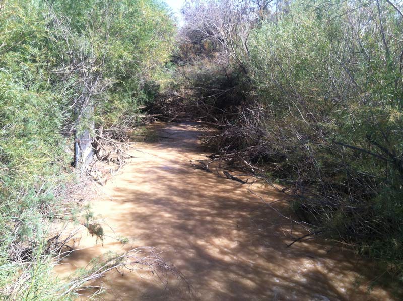 The Muddy River in Nevada