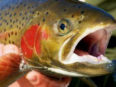 Pro Fishing Tips: 6 Pro Tips to Becoming a Better Fisherman! Fishing Tips