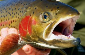 Pro Fishing Tips: 6 Pro Tips to Becoming a Better Fisherman! Fishing Tips