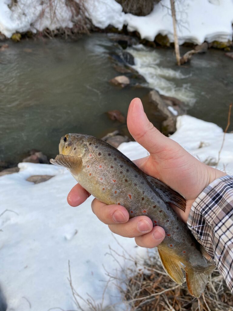 Trout Caught on a Fly