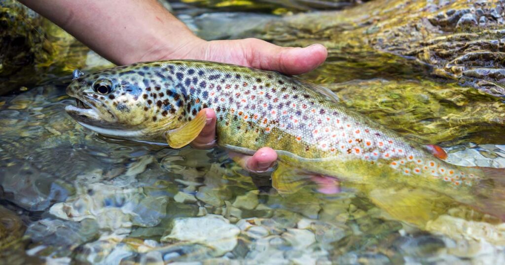 Brown Trout 